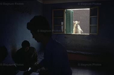 Paranoia